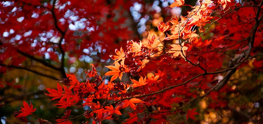 L’automne au mont Takao